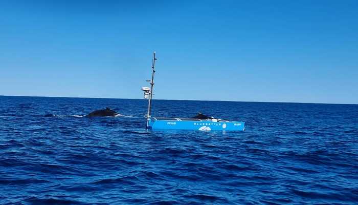 Bluebottle USVs, BO-MTS AUVs and JASCO Applied Sciences demonstrate cutting edge real-time acoustic marine mammal monitoring
