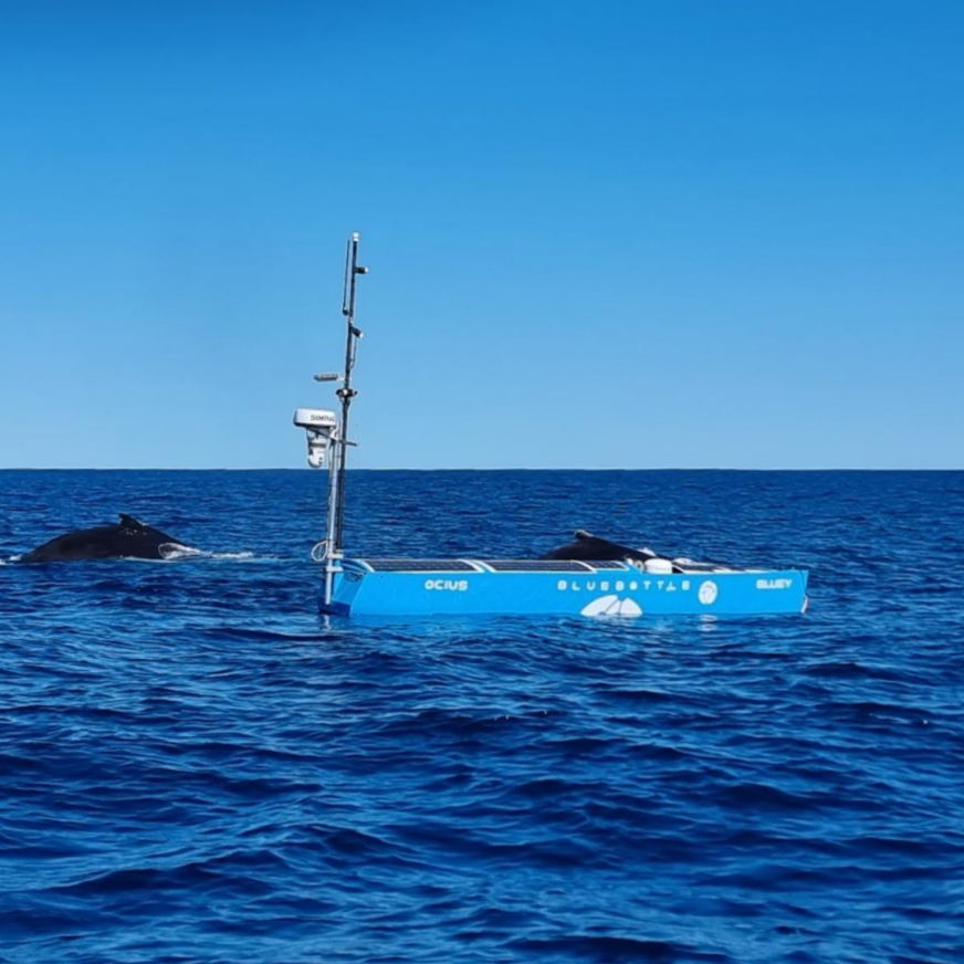 Whales breaching the water near a Bluebottle USV.